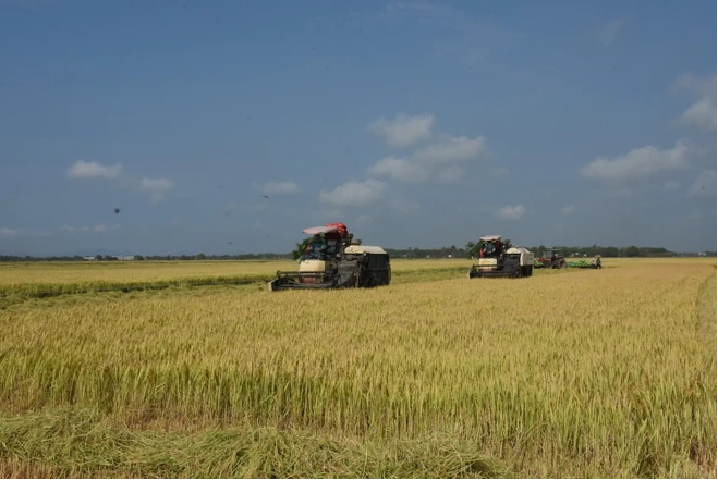 Bà con nông dân thu hoạch lúa vụ Đông Xuân. (Ảnh: Hoàng Nhị/TTXVN) 