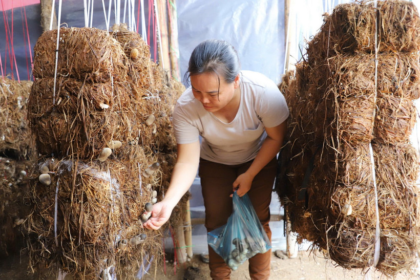 Người dân thu hoạch nấm rơm, thành quả sau chương trình học nghề và được Nhà nước hỗ trợ để giảm nghèo bền vững. (Ảnh: Minh Hưng/Vietnam+)