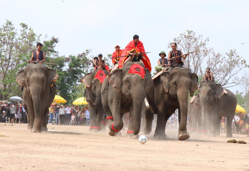 Pha tranh chấp bóng trong phần thi voi đá bóng. (Ảnh: Tuấn Anh/TTXVN)
