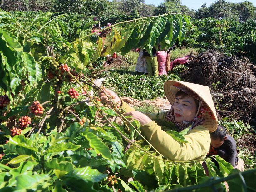 Người dân thôn Sơn Lợi, xã Thọ Sơn, huyện Bù Đăng, tỉnh Bình Phước vào vụ thu hoạch càphê. (Ảnh: K GỬIH/TTXVN)