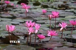 Ninh Bình: Mùa hoa súng nơi miền di sản 