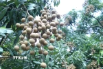 Nhãn đường phèn quả vuông là một trong giống nhãn đặc sản ở Hưng Yên. (Ảnh: Đinh Văn Nhiều/TTXVN)