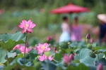 Hoa sen nở rộ tại đầm sen Trà Lý. (Ảnh: Trần Lê Lâm/TTXVN)