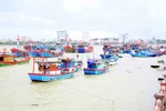 Toàn tỉnh Quảng Trị có 4.664 tàu có chiều dài từ 6m trở lên đã vào khu neo đậu tránh trú bão an toàn. (Ảnh: Tá Chuyên/TTXVN)