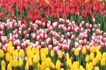 Hoa tulip nở rộ với nhiều sắc màu tại Quảng trường Quốc gia, Washington D.C. (Ảnh: Ngọc Quang/TTXVN)