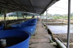 Hệ thống bể liên hoàn nuôi cá tầm của gia đình anh Nguyễn Duy Khánh ở thôn 2, xã Liêng Srônh, huyện Đam Rông (Lâm Đồng). (Ảnh: Chu Quốc Hùng/TTXVN)