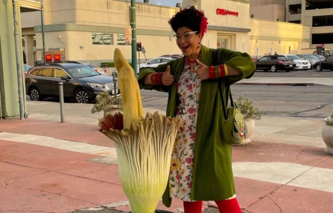 Mỹ: Hàng nghìn người đổ xô chiêm ngưỡng “hoa xác thối” 7 năm mới nở ảnh 1