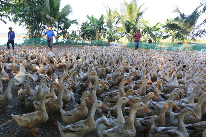 Phú Yên: Nguy cơ lây lan dịch bệnh từ xác vịt chết thả trôi sông ảnh 1