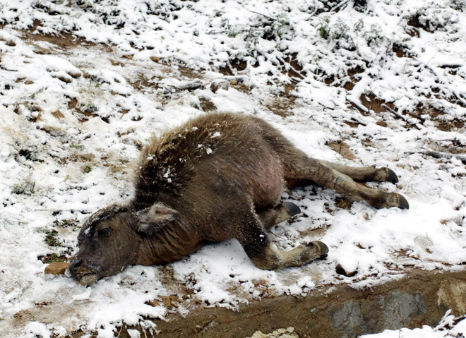 [Video] Hơn 7.600 con gia súc bị chết do đợt rét đậm vừa qua ảnh 1