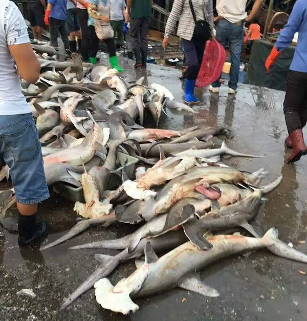 Sốc với cảnh cá mập quý hiếm bị bày bán la liệt tại Trung Quốc ảnh 2