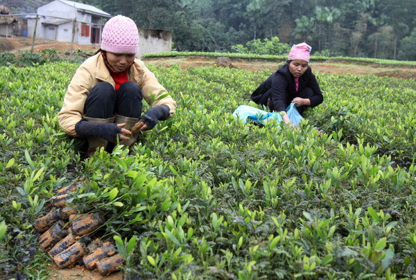 Phú Thọ hỗ trợ 21 tỷ đồng phát triển rừng sản xuất ảnh 1