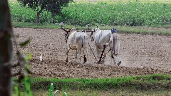 Lượng mưa thấp kỷ lục trong tháng 8 đe dọa mùa màng tại Ấn Độ ảnh 1