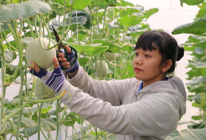 Ngành nông nghiệp duy trì sản xuất, thích ứng linh hoạt với đại dịch ảnh 1