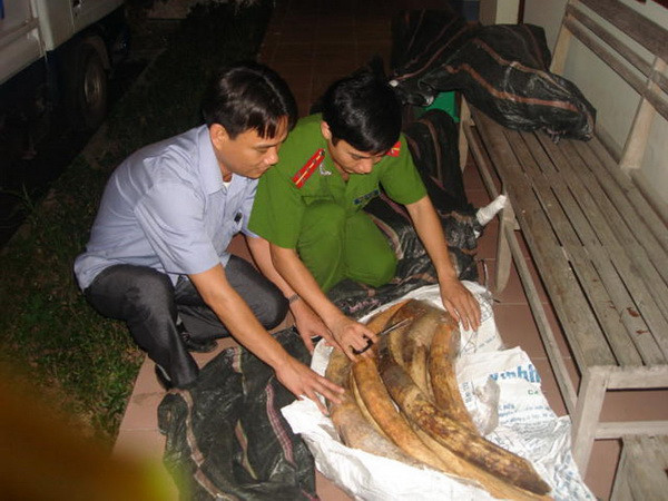 Phát hiện 90 kg ngà voi đội lốt thực phẩm tuồn vào Việt Nam ảnh 1