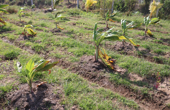 Bảo tồn, phát triển nguồn gene cây dược liệu quý ở Ninh Thuận ảnh 2