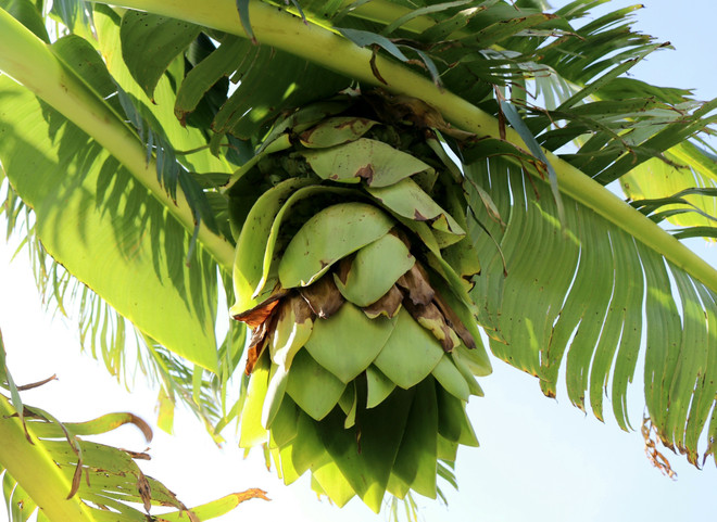 Bảo tồn, phát triển nguồn gene cây dược liệu quý ở Ninh Thuận ảnh 3