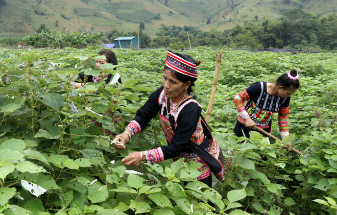 Lồng ghép vấn đề biến đổi khí hậu vào quy hoạch phát triển địa phương ảnh 3