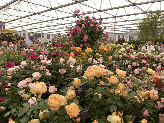 Người Việt đầu tiên đoạt giải tại triển lãm hoa danh giá nhất thế giới ảnh 1