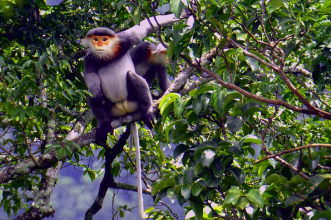 Loài chà vá chân xám (tên khoa học Pygathrix cinerea) tại Vườn Quốc gia Kon Ka Kinh (một trong hai vùng lõi của khu dự trữ sinh quyển thế giới Cao nguyên Kon Hà Nừng). (Ảnh: TTXVN phát) Tăng cường nhận thức và phòng chống tội phạm về đa dạng sinh học ảnh 2