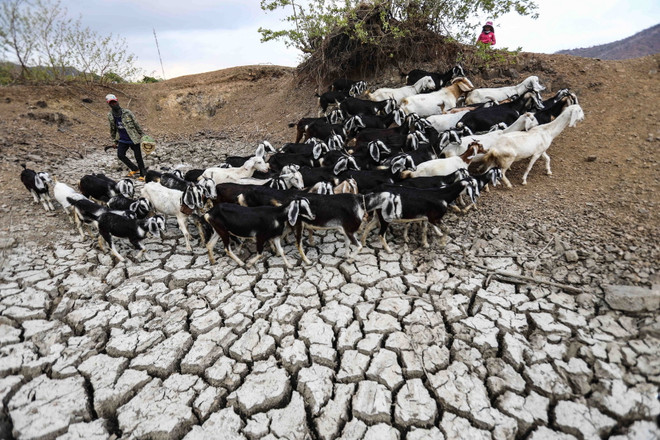 Mưa dông tại thượng nguồn giải hạn "vùng đất khát" Ninh Thuận ảnh 1