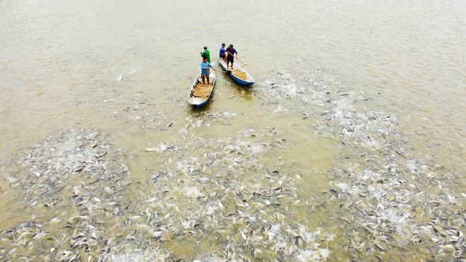 Người nuôi cá tra ở Đồng Tháp đối diện nhiều khó khăn dù giá bán tăng ảnh 1