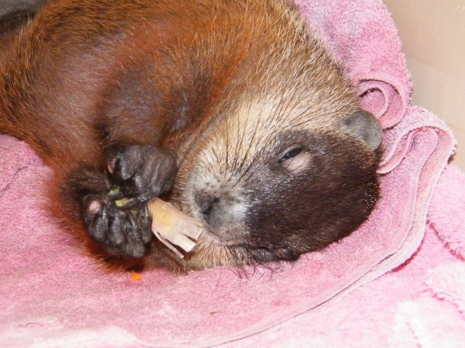 Chuột chũi đoán mùa đông chết ngay trước Ngày Chuột Chũi ảnh 2