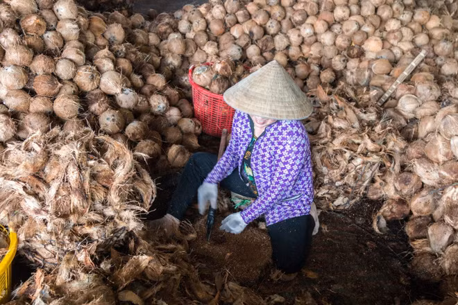 Tập đoàn Bỉ muốn hợp tác Việt Nam sản xuất than hoạt tính từ xơ dừa ảnh 1