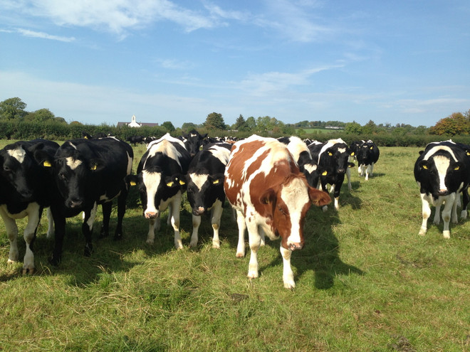 EU dỡ bỏ hạn ngạch sản xuất sữa - cơ hội mới cho Ireland ảnh 1