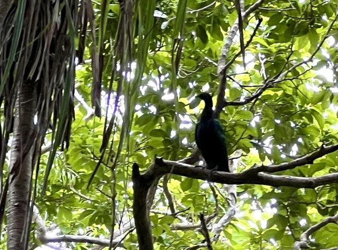 Bồ câu quý hiếm Nicoba xuất hiện tại Vườn Quốc gia Côn Đảo ảnh 3