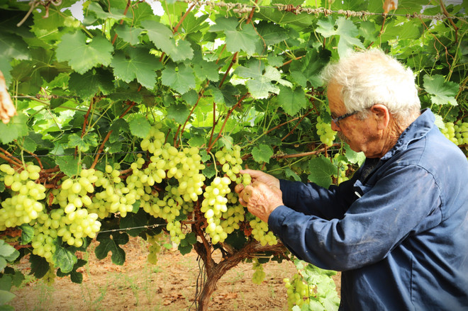 Israel giới thiệu mô hình tưới nước 4.0 cho trang trại nho ảnh 1