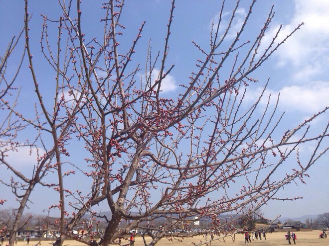 Cố đô Hàn Quốc Gyeongju - Đến một lần để nhớ mãi không quên ảnh 1