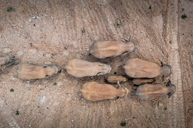 Đàn voi lang thang ở Trung Quốc bỗng thành các siêu sao quốc tế ảnh 1