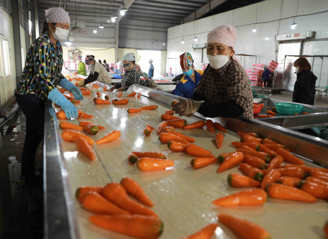 Xây dựng chuỗi cung ứng nông sản vào chế biến để mở rộng kênh tiêu thụ ảnh 1