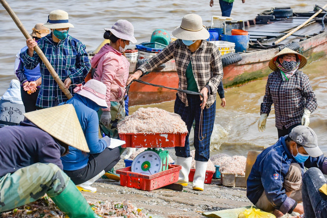 Cảng cá Ngư Lộc tấp nập hoạt động thu mua hải sản ngày giáp Tết ảnh 2