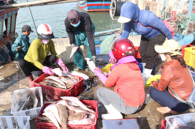 Được mùa biển nhưng ngư dân vẫn kém vui do chi phí đi biển tăng ảnh 2