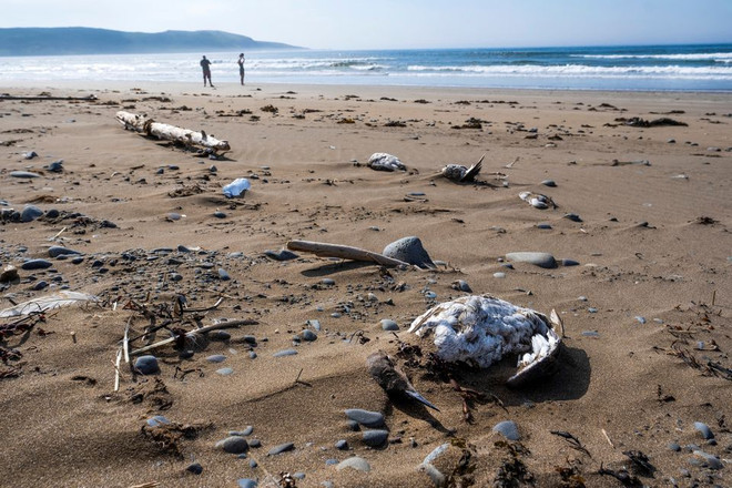 Xác nhiều con chim bị chết nghi do mắc cúm gia cầm tại Newfoundland, Canada ngày 25/7/2022. (Ảnh: Reuters) Hàng nghìn xác chim di cư bị nghi nhiễm cúm dạt vào bờ biển Canada ảnh 1
