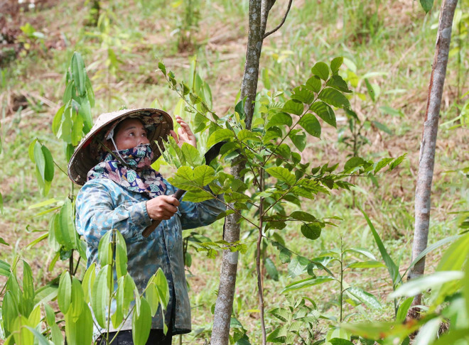 Những diện tích rừng đang phát triển tốt của nhân dân xã Đội Cấn, huyện Tràng Định sau khi được rà phá bom mìn, thu gom vật liệu nổ. (Ảnh: Trọng Đức/TTXVN) Những tiếng nổ sau chiến tranh: Nỗi đau dai dẳng, xé lòng ảnh 2