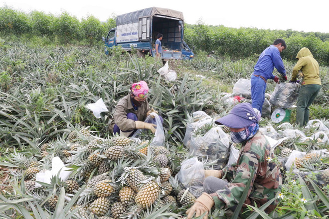 Áp dụng khoa học kỹ thuật, bà con trồng dứa Nghệ An được mùa, lãi lớn ảnh 1