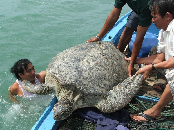 Thả cá thể rùa biển quý hiếm có nguy cơ tuyệt chủng về tự nhiên ảnh 1