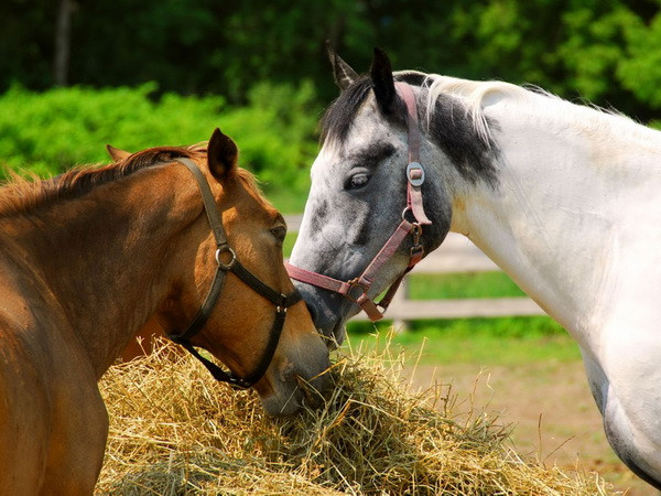 Phát hiện về khả năng giao tiếp bằng tai và mắt của loài ngựa ảnh 1