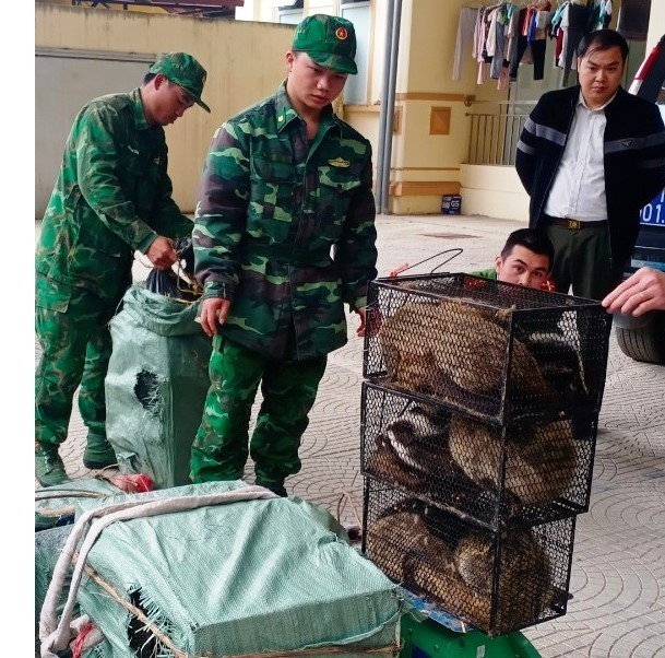 Cao Bằng: Bắt giữ đối tượng vận chuyển trái phép 72 cá thể cầy vòi ảnh 1