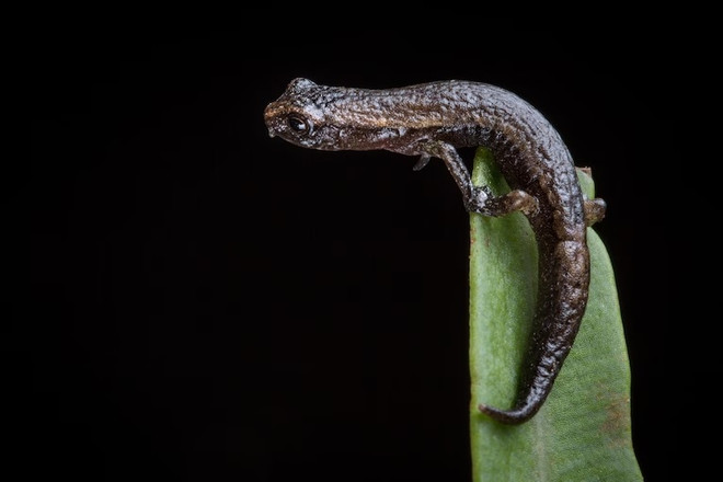 Biến đổi khí hậu đang đẩy nhiều loài lưỡng cư tới nguy cơ tuyệt chủng ảnh 3