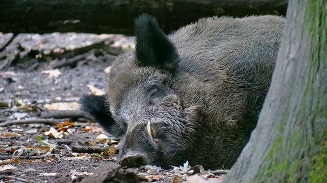 Dịch tả châu Phi xuất hiện ở Đức, nguy cơ ảnh hưởng 670.000 con lợn ảnh 1