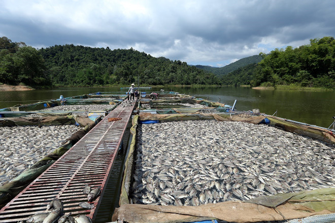 Cá lồng chết hàng loạt do mực nước hồ Hòa Bình xuống thấp ảnh 1