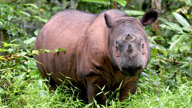 Tê giác Sumatra. (Ảnh: AFP) Loài tê giác Sumatra đã chính thức tuyệt chủng tại Malaysia ảnh 1
