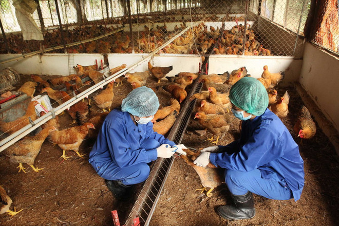 Xuất hiện ổ dịch cúm A H5N1 trên đàn gà tại Kon Tum ảnh 1