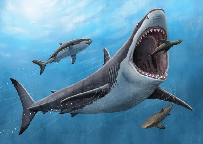 Khoa học chứng minh cá mập khổng lồ megalodon là loài máu nóng ảnh 1