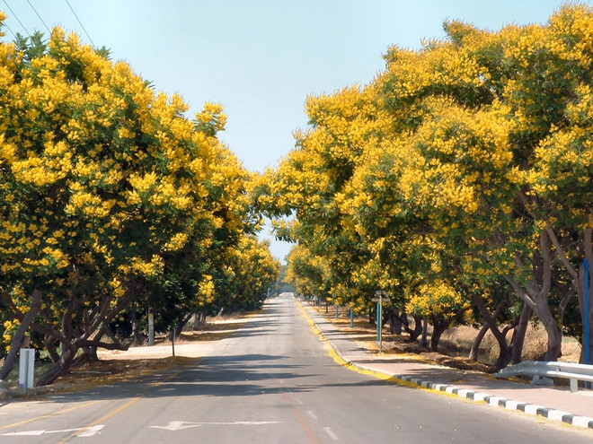 Malaysia: Chính quyền bang Malacca gắn biển bảo vệ cây xanh ảnh 1