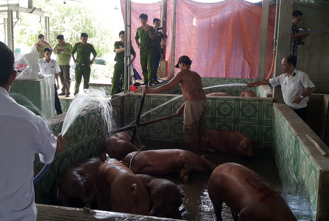 Báo động lợn nhiễm Salbutamol bị tuồn vào lò mổ ở Bình Dương ảnh 1
