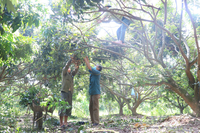 Trăn trở mùa nhãn chín: Vẫn điệp khúc năm nay "cao hơn năm trước"! ảnh 1